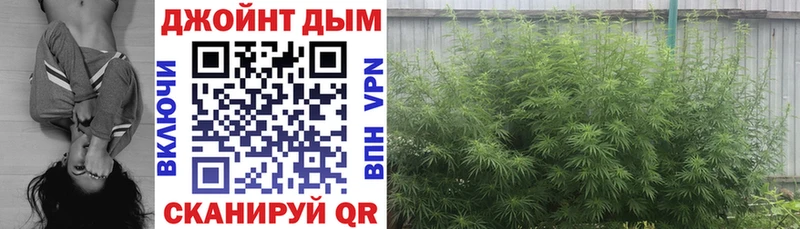 что такое   Советская Гавань  Каннабис сатива 